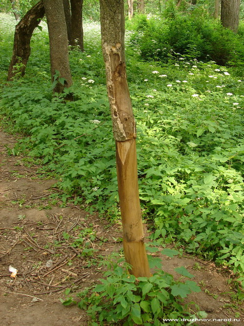stgt пробковые деревья в Муромцево
