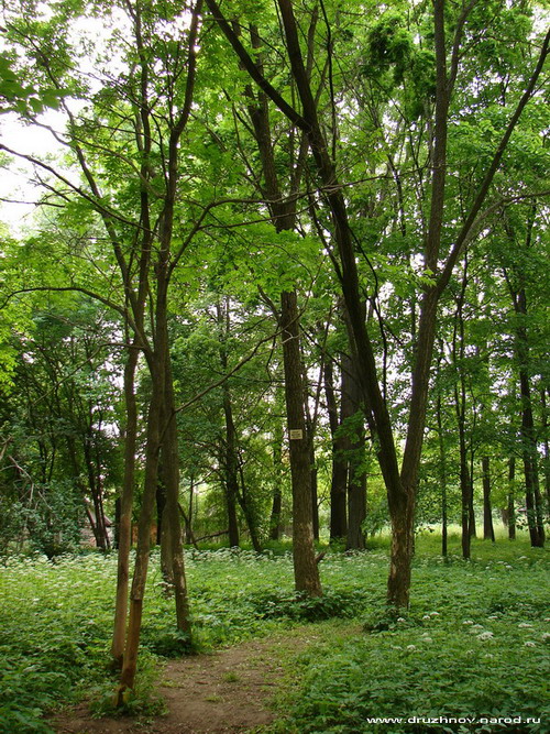 пробковые деревья в Муромцево
