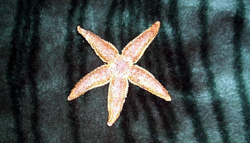 Морская звезда из Карелии с Белого моря