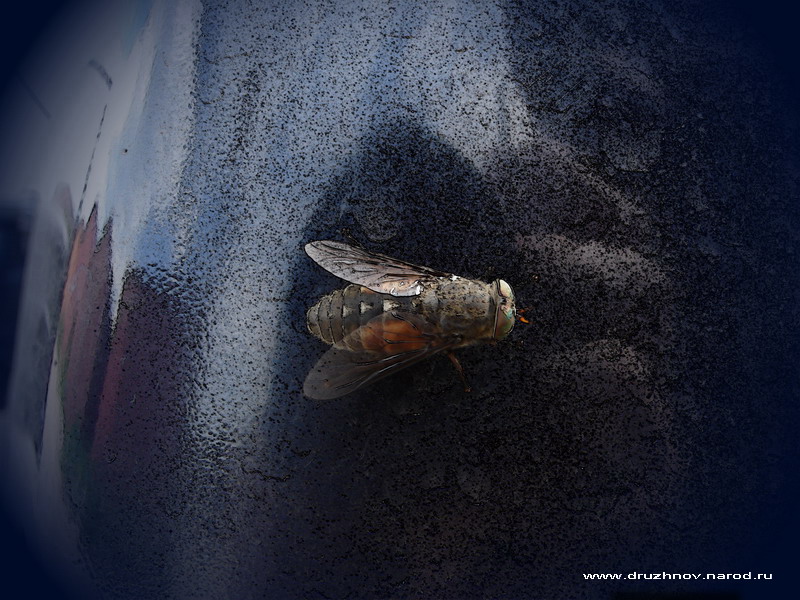Обычная муха на пыльной поверхности девятой модели.jpg - 179959 Bytes